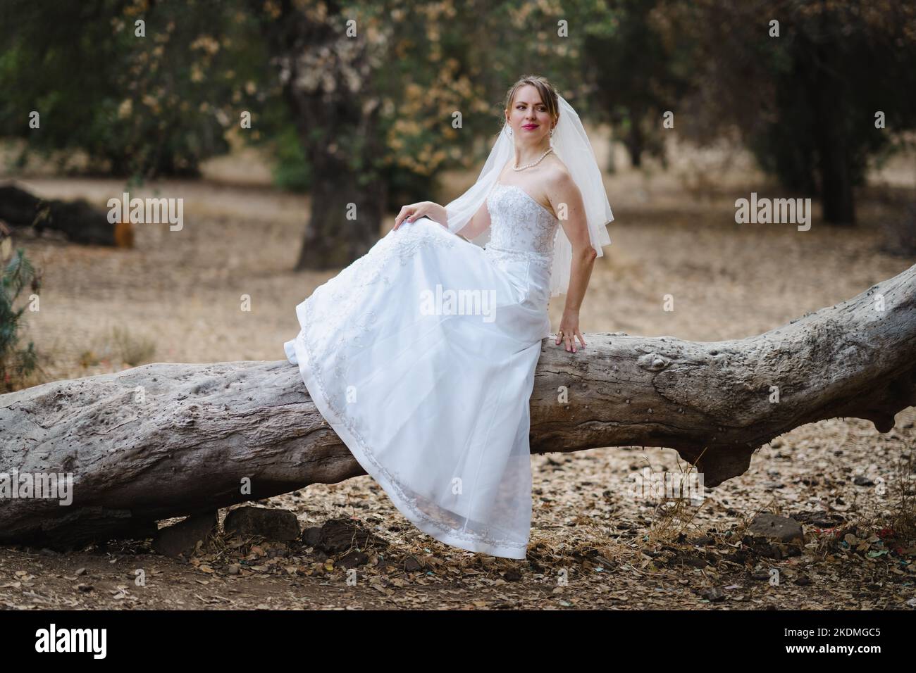Novia sentada en un gran árbol caído en la arboleda de robles de California Foto de stock