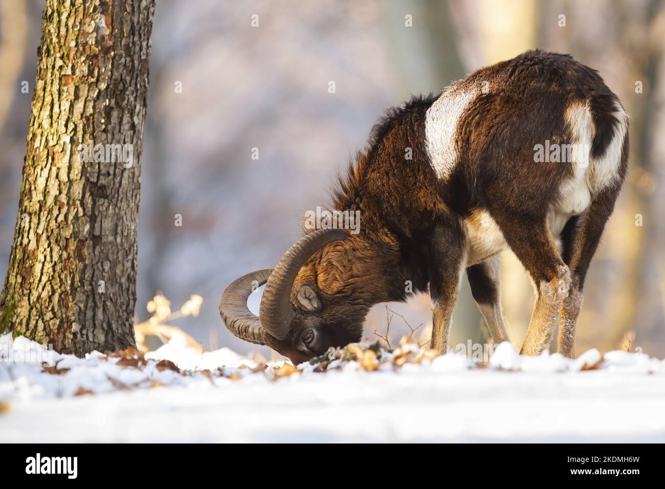 El muflón se alimenta en el bosque nevado en la naturaleza invernal Foto de stock