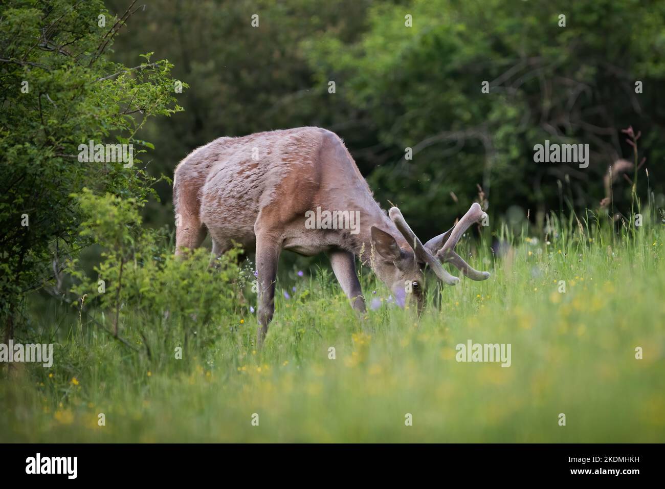 Ciervo rojo con cuernos de terciopelo pastando en pastos en verano Foto de stock