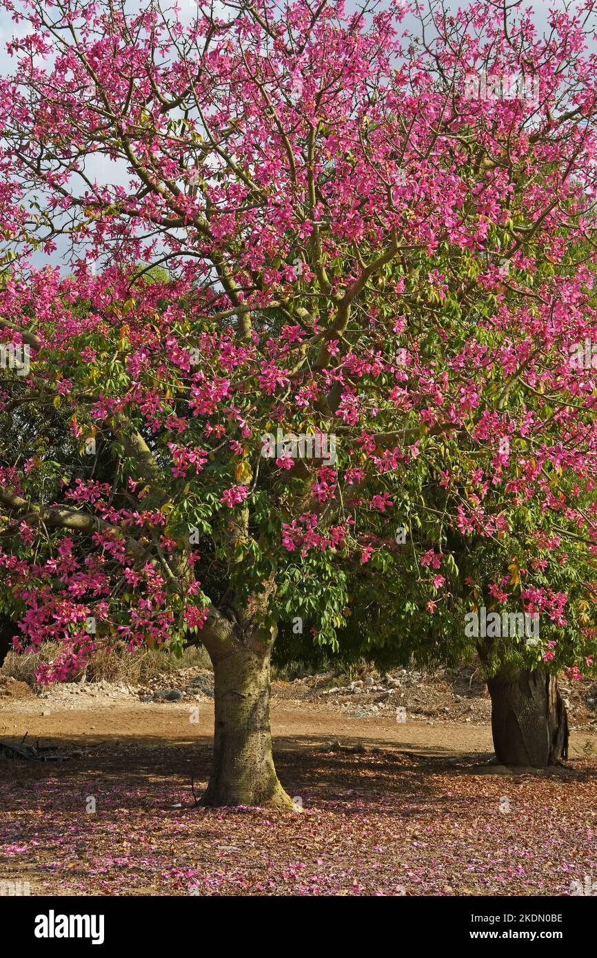 Árbol en flor - flores rosadas Foto de stock