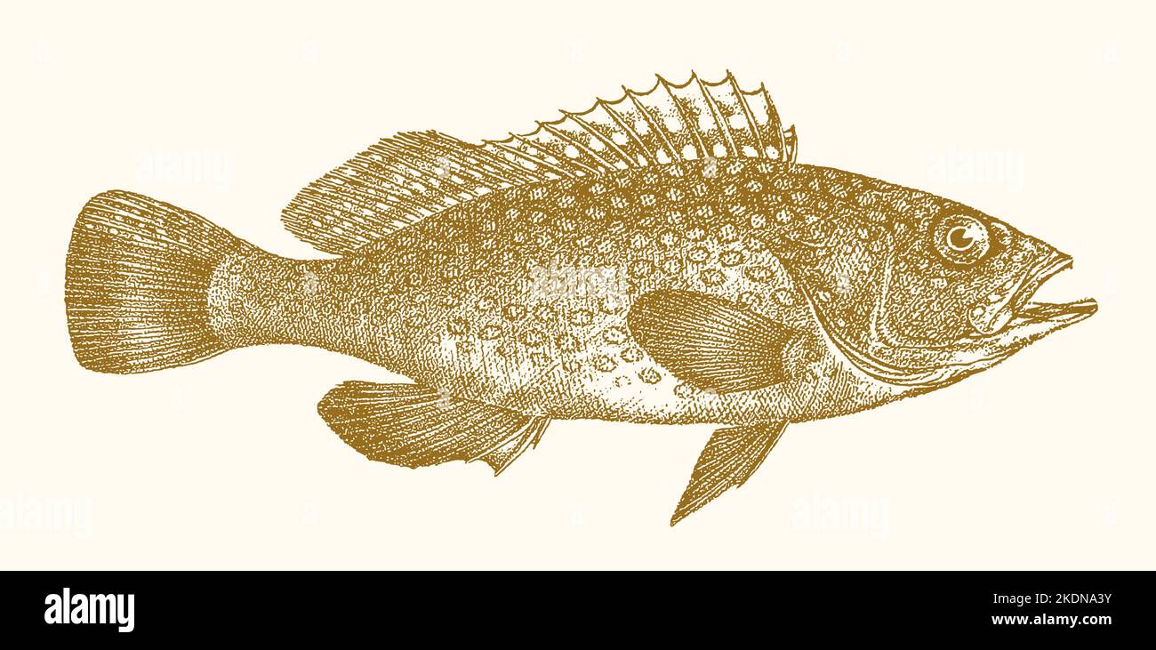 Mero Areolate epinephelus areolatus, peces marinos tropicales en vista lateral Ilustración del Vector
