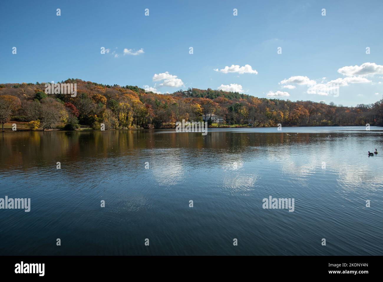 Las aves en el lago Foto de stock