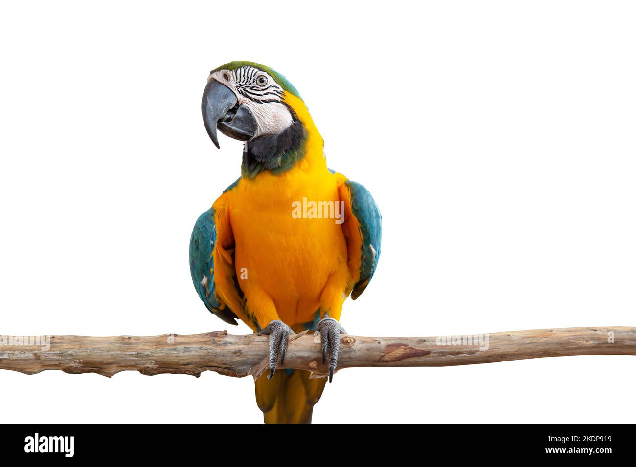guacamayo loro pájaro sonrisa captura en madera árbol rama animal colorido aislado sobre fondo blanco con camino de recorte Foto de stock