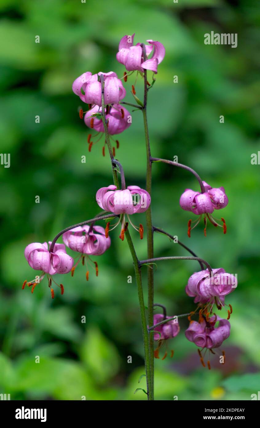 Lirio pistilo flor morada fotografías e imágenes de alta resolución - Alamy
