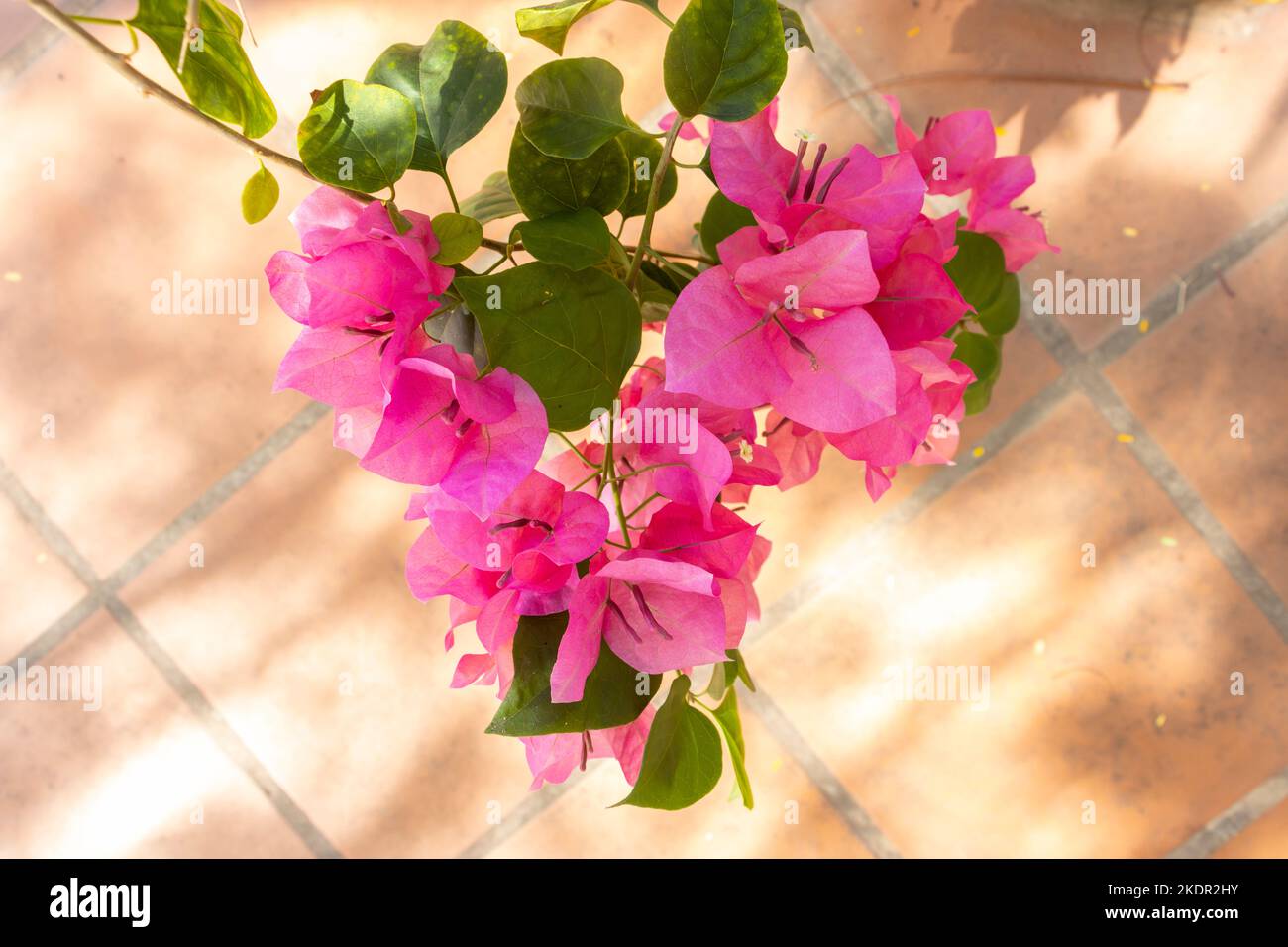 Bougainvillea spectabilis flower fotografías e imágenes de alta resolución  - Alamy