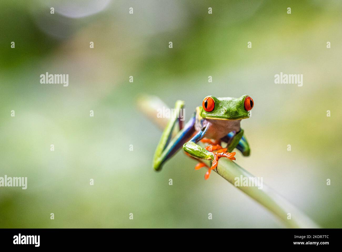 Red Eyed Tree Frog Foto de stock