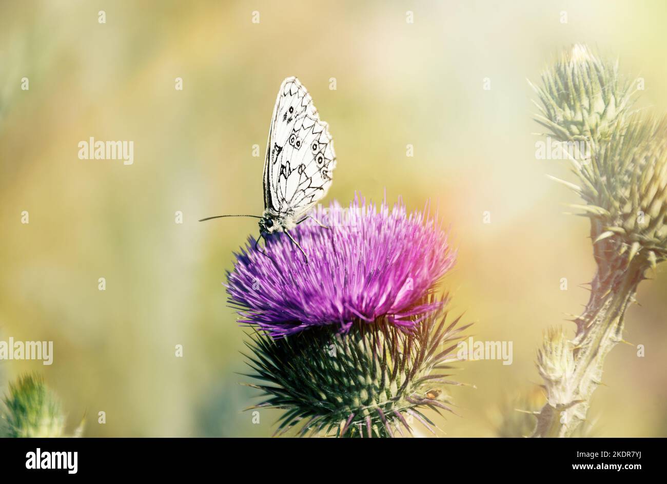clima cálido de verano soleado. mariposa blanca sobre una flor sobre un fondo amarillo natural Fotografía de stock - Alamy clima cálido de verano soleado. mariposa blanca sobre una flor sobre un fondo amarillo natural Fotografía de stock - Alamy