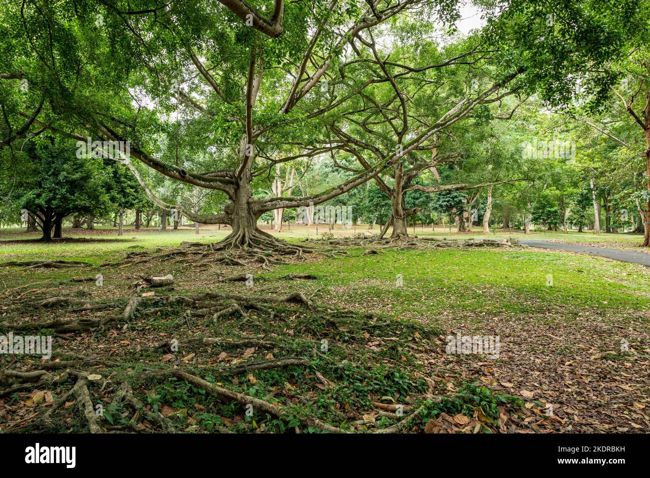 Ficus benjamina con ramas largas. Royal Botanic King Gardens. Peradeniya. Kandy. Sri Lanka. Foto de stock