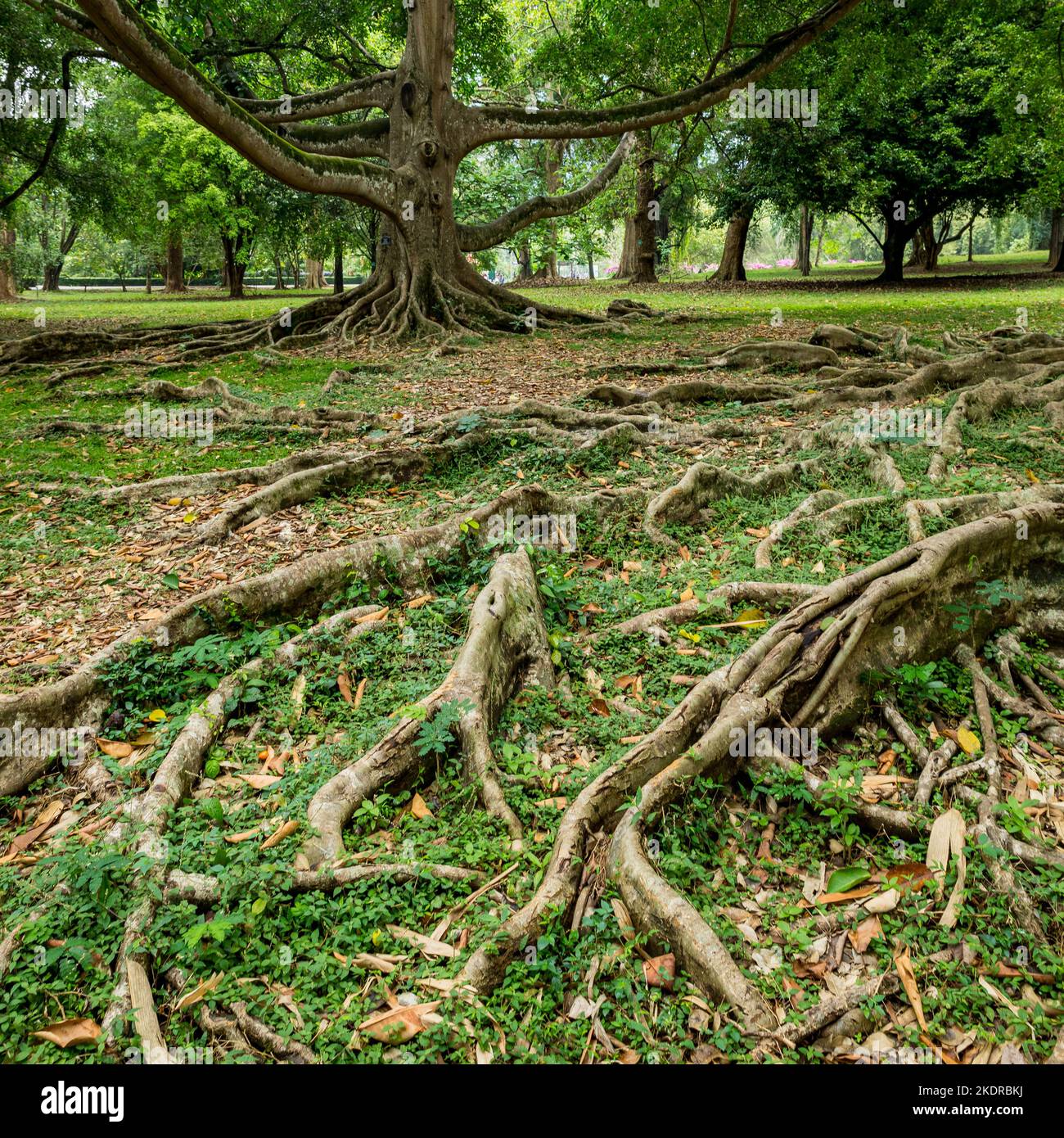Ficus benjamina con ramas largas. Royal Botanic King Gardens. Peradeniya. Kandy. Sri Lanka. Foto de stock