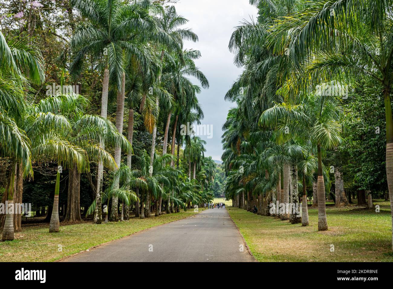 Palm Tree Alley en los Jardines Botánicos Reales. Peradeniya. Kandy. Sri Lanka. Foto de stock