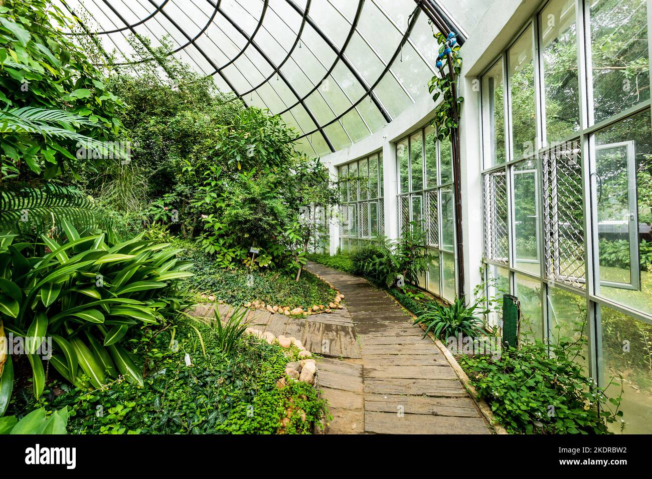 Invernadero con vegetación verde tropical. Royal Botanic King Gardens. Peradeniya. Kandy. Sri Lanka. Foto de stock