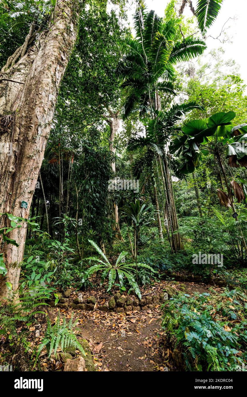 Palm Tree Alley en los Jardines Botánicos Reales. Peradeniya. Kandy. Sri Lanka. Foto de stock