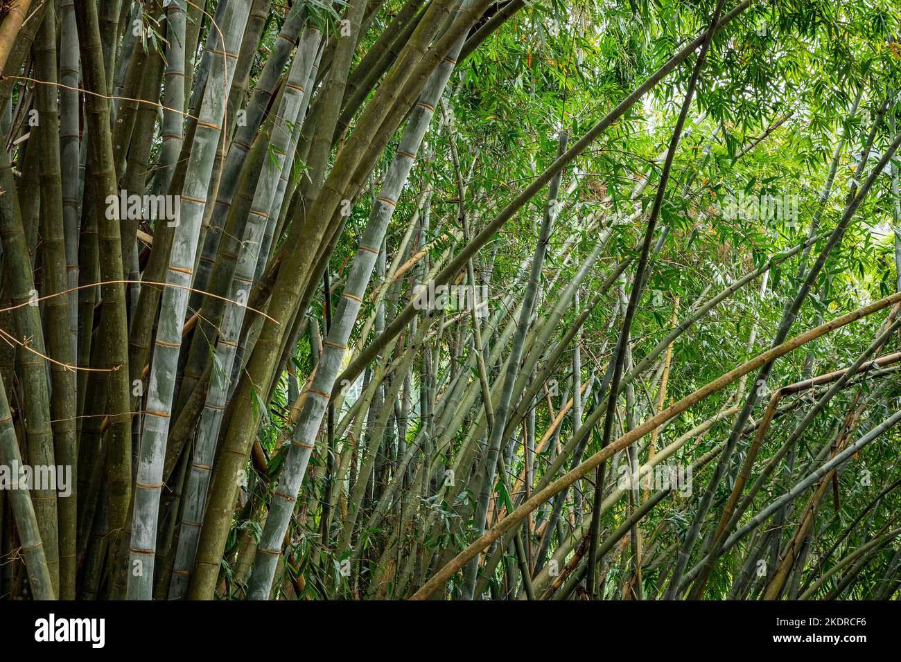 Bambú gigante. A través de las cimas de bambú de los rayos del sol hacen su camino. Real Jardín Botánico, Kandy Sri Lanka Foto de stock