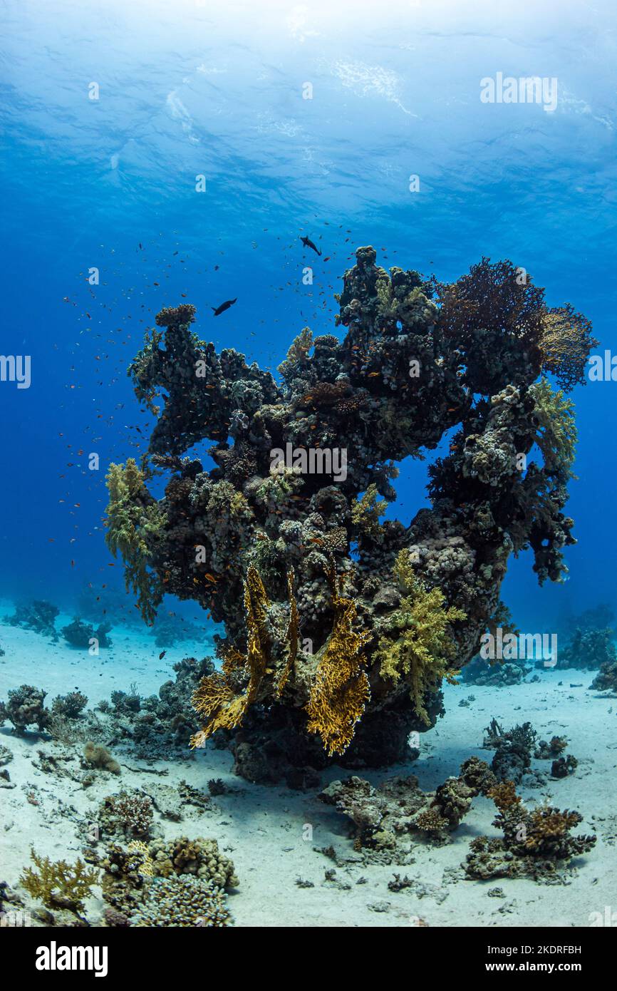 Paisaje de bloques de coral frente a fondo azul mientras bucea en el Mar Rojo en Egipto Foto de stock