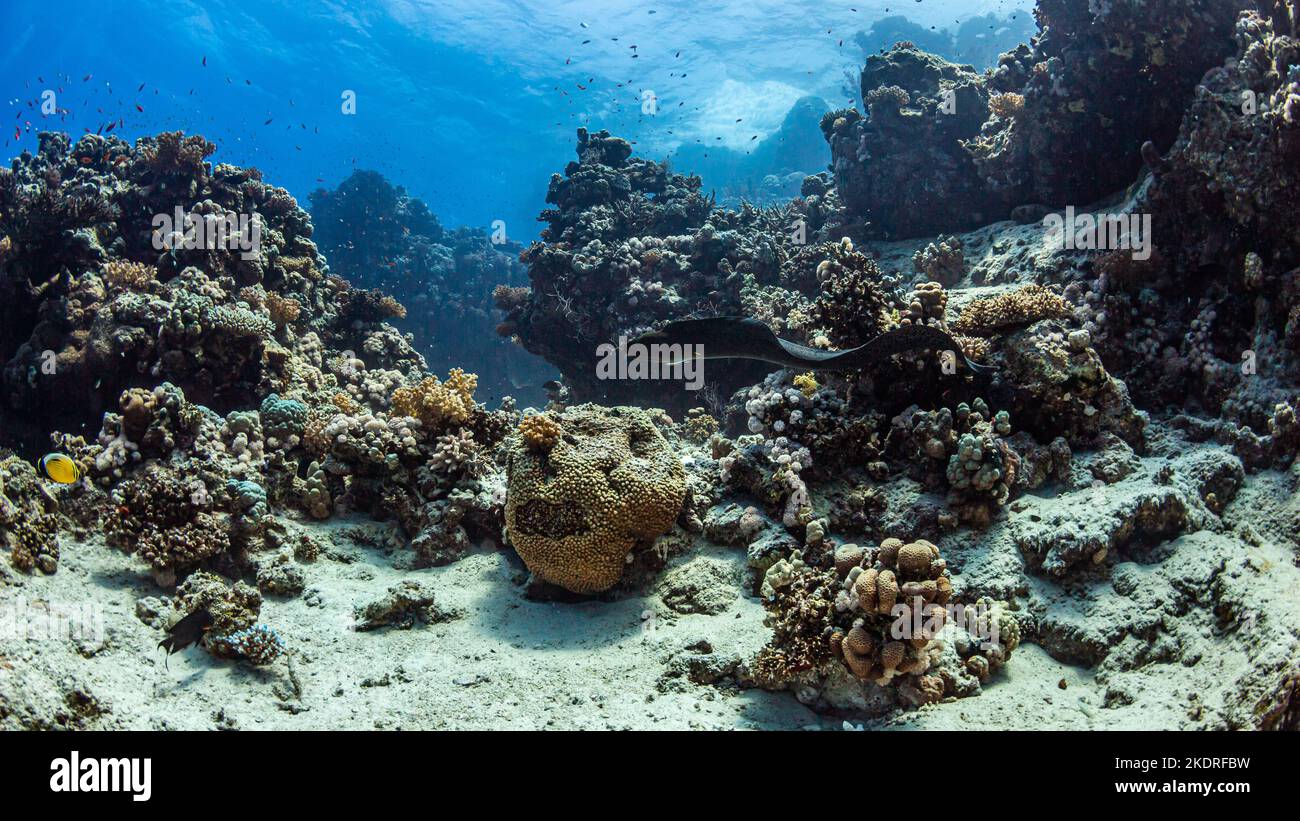 Paisaje de bloques de coral frente a fondo azul mientras bucea en el Mar Rojo en Egipto Foto de stock