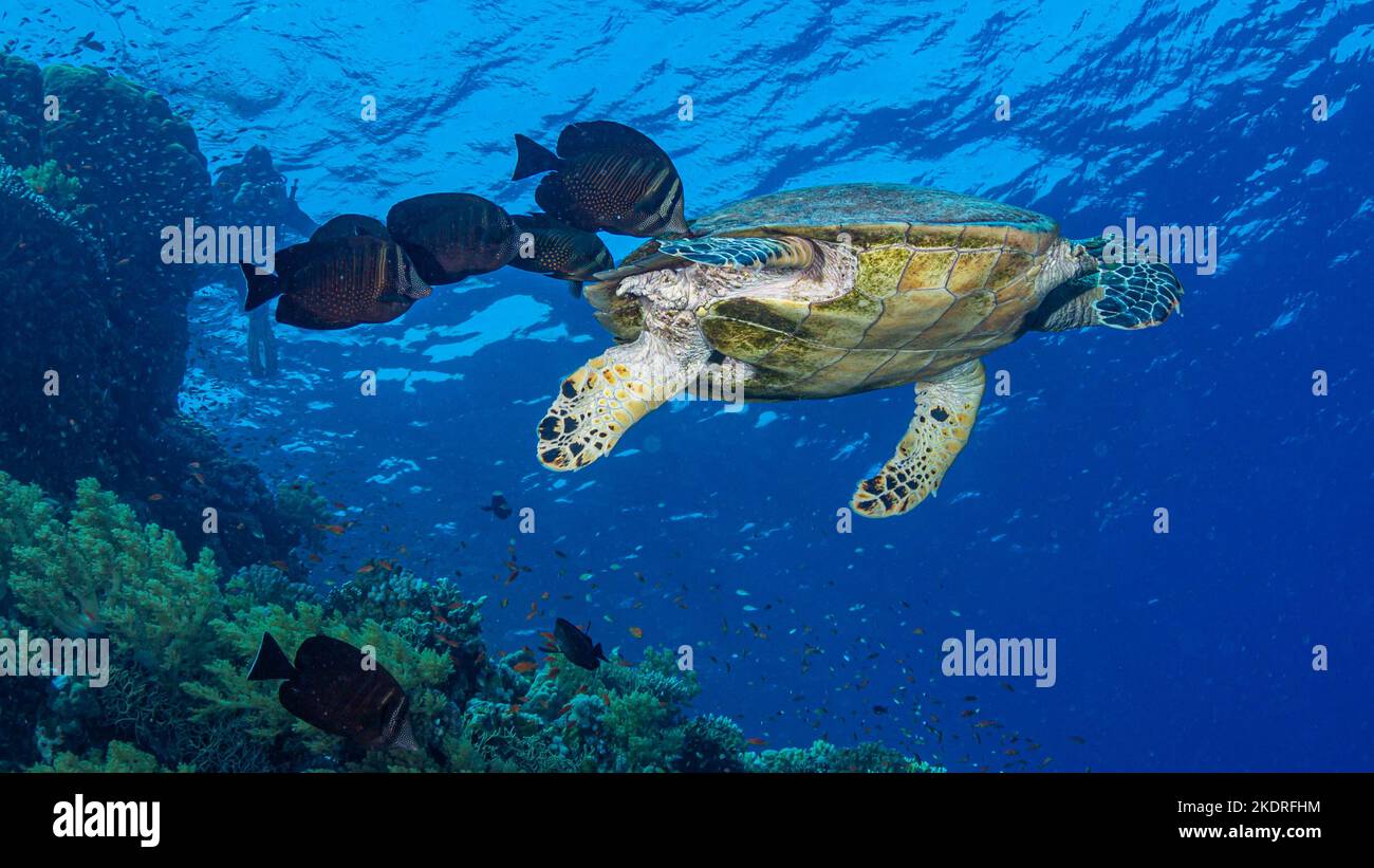 Tortuga marina con peces de limpieza en el arrecife de coral Foto de stock