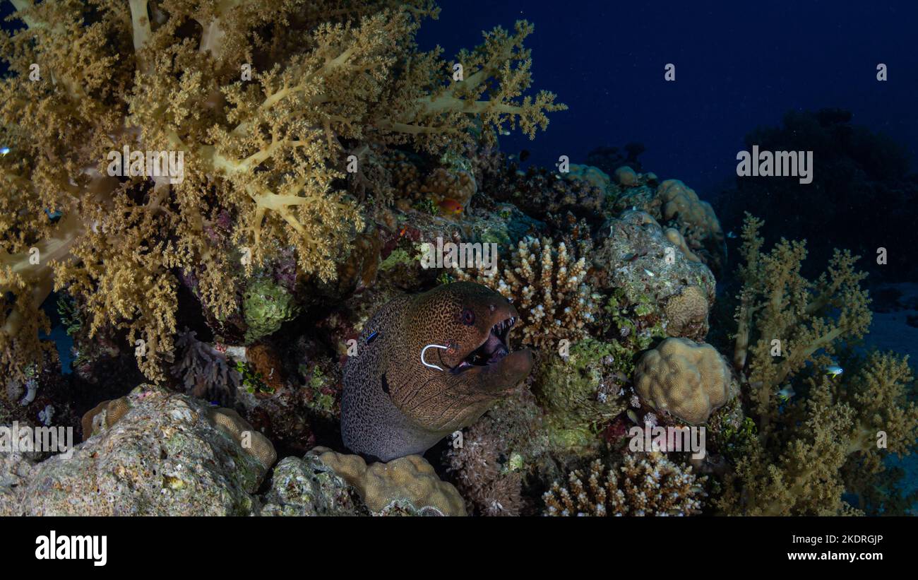 Primer plano de la anguila moray con anzuelo de pescado en su boca en el arrecife de coral Foto de stock