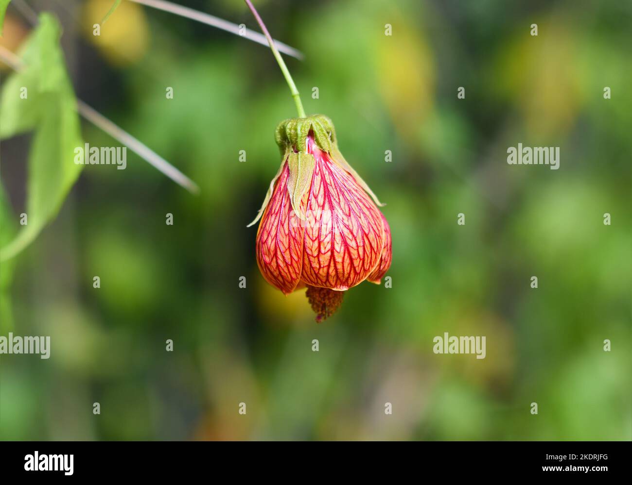 Abutilon pictum o Abutilon striatum La flor de la vena roja crece en Da Lat en Vietnam abutilon, malva india de la vena roja, arce floreciente de la vena roja, chino-la Foto de stock