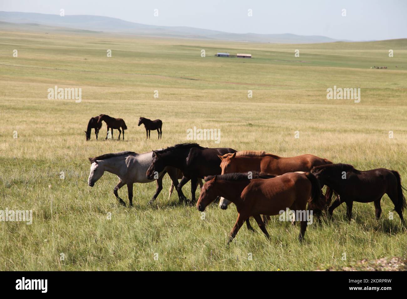 Xilingol de Mongolia Interior: Hermoso y elegante caballo mongol Foto de stock