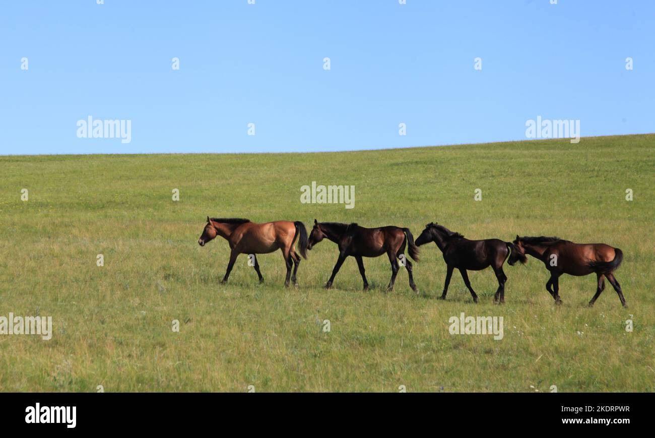 Xilingol de Mongolia Interior: Hermoso y elegante caballo mongol Foto de stock
