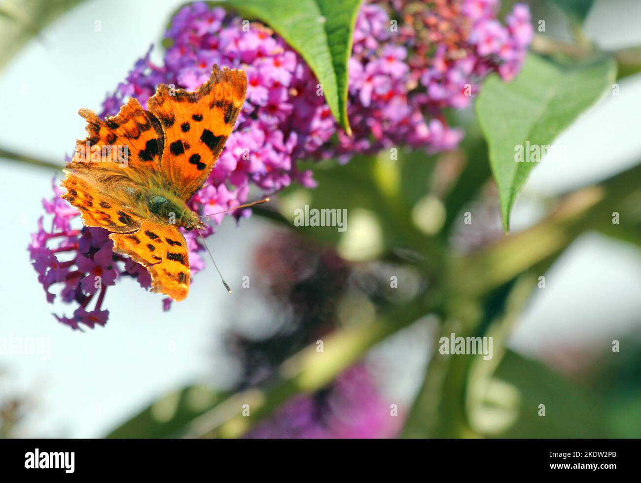 Polygonia c-album, la mariposa de la coma. Común en el Reino Unido. Tomar néctar de una flor de buddleia. Foto de stock