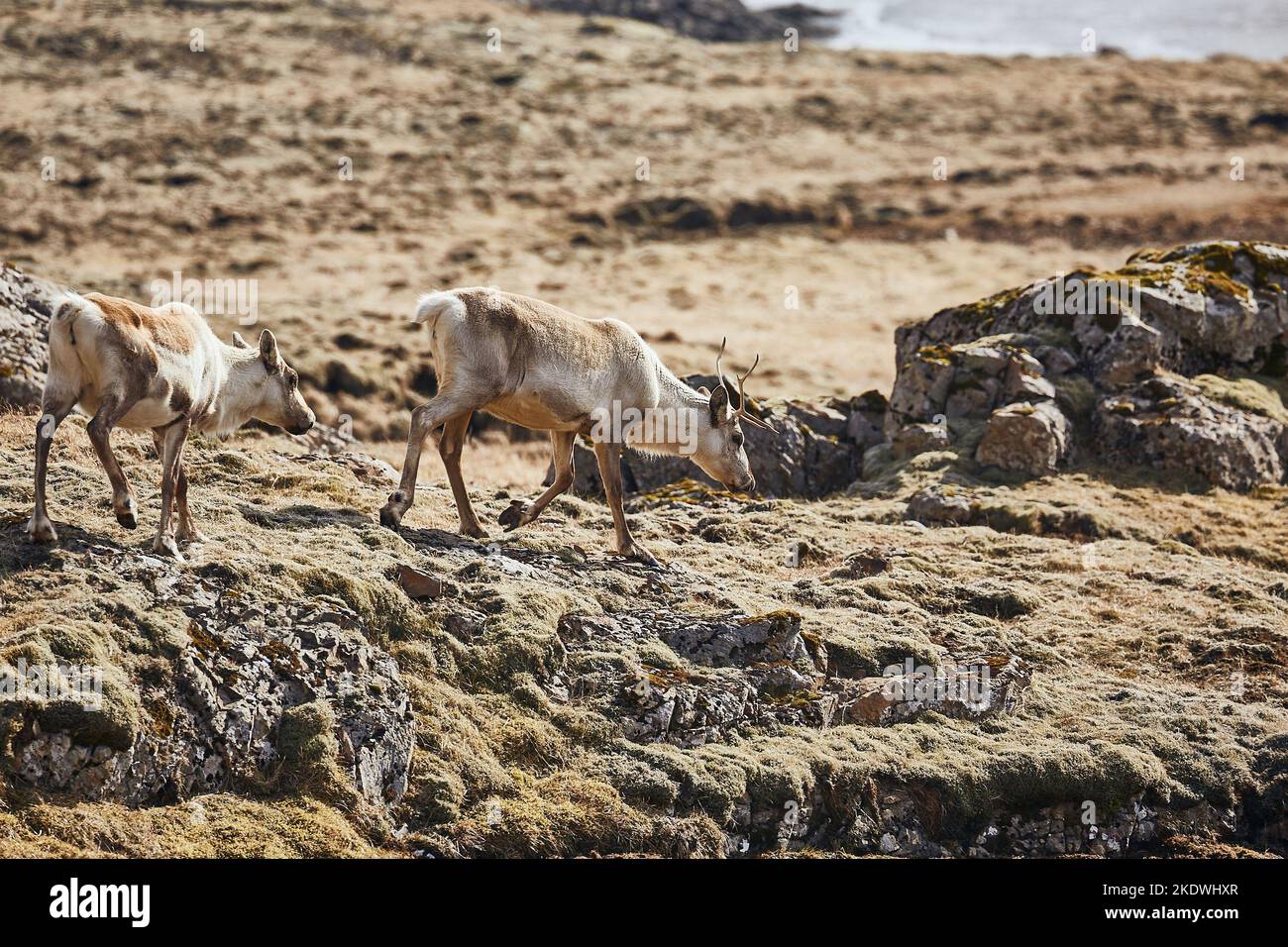 Renos que viven en Islandia Foto de stock