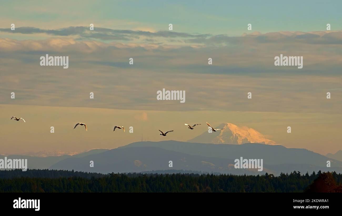 Vuelo de cisnes cruzar Mt. Baker. Foto de stock