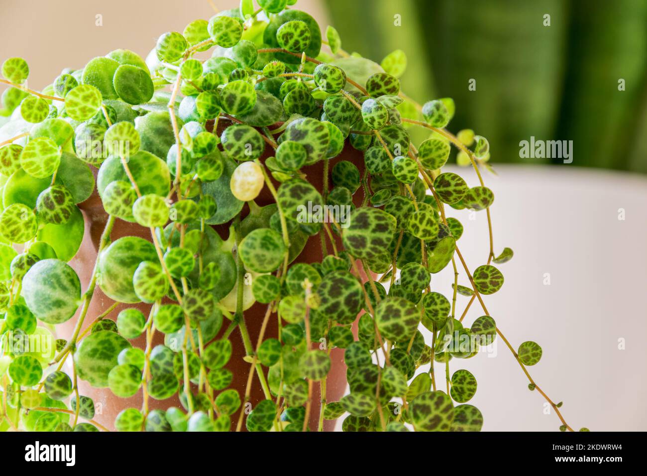 Cadena De Tortugas Fotografías E Imágenes De Alta Resolución Alamy 6194