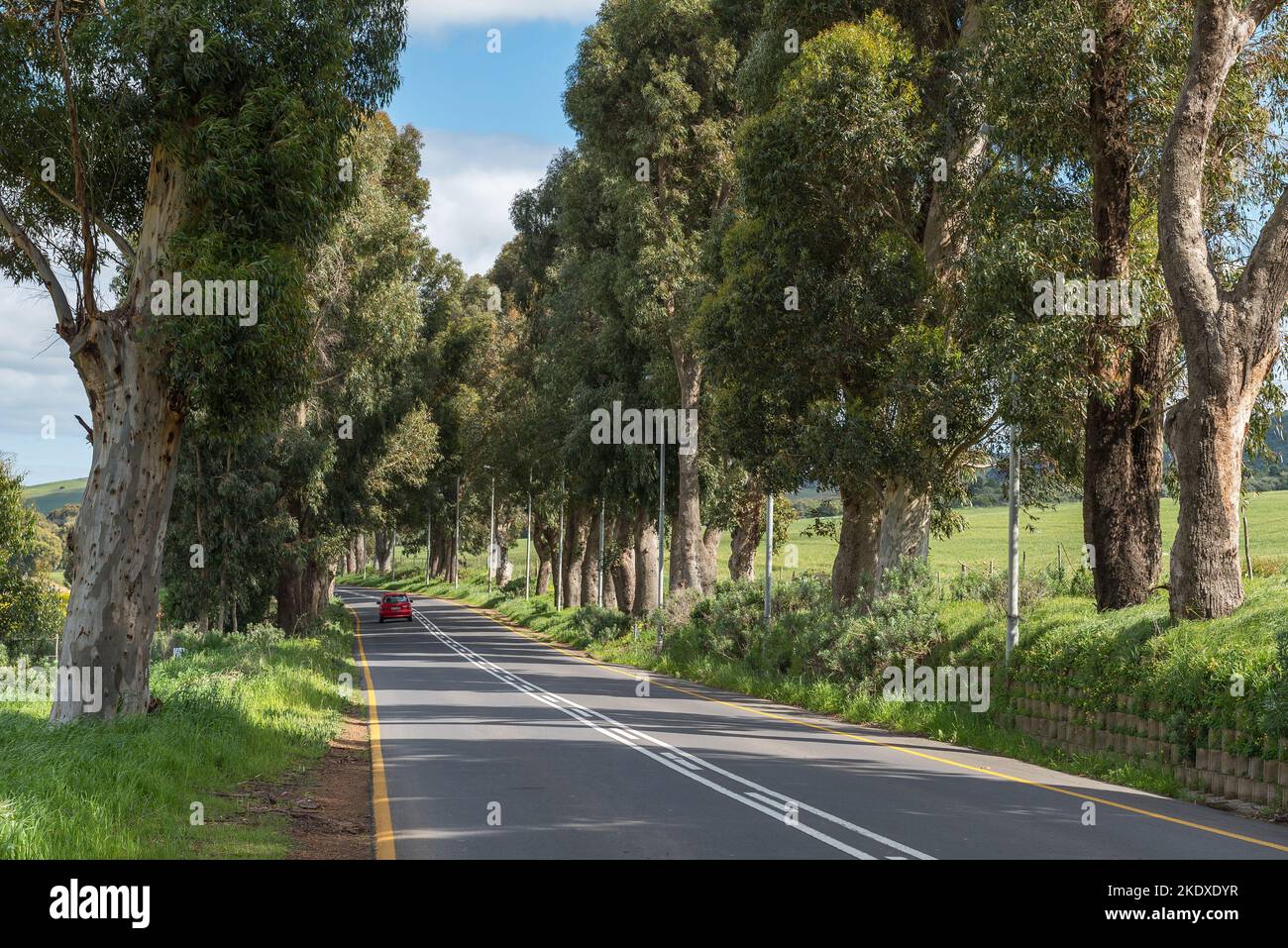 Carretera de carreras bordeada de árboles, carretera M13, en las afueras de Durbanville, en la zona metropolitana de Ciudad del Cabo. Un coche es visible Foto de stock