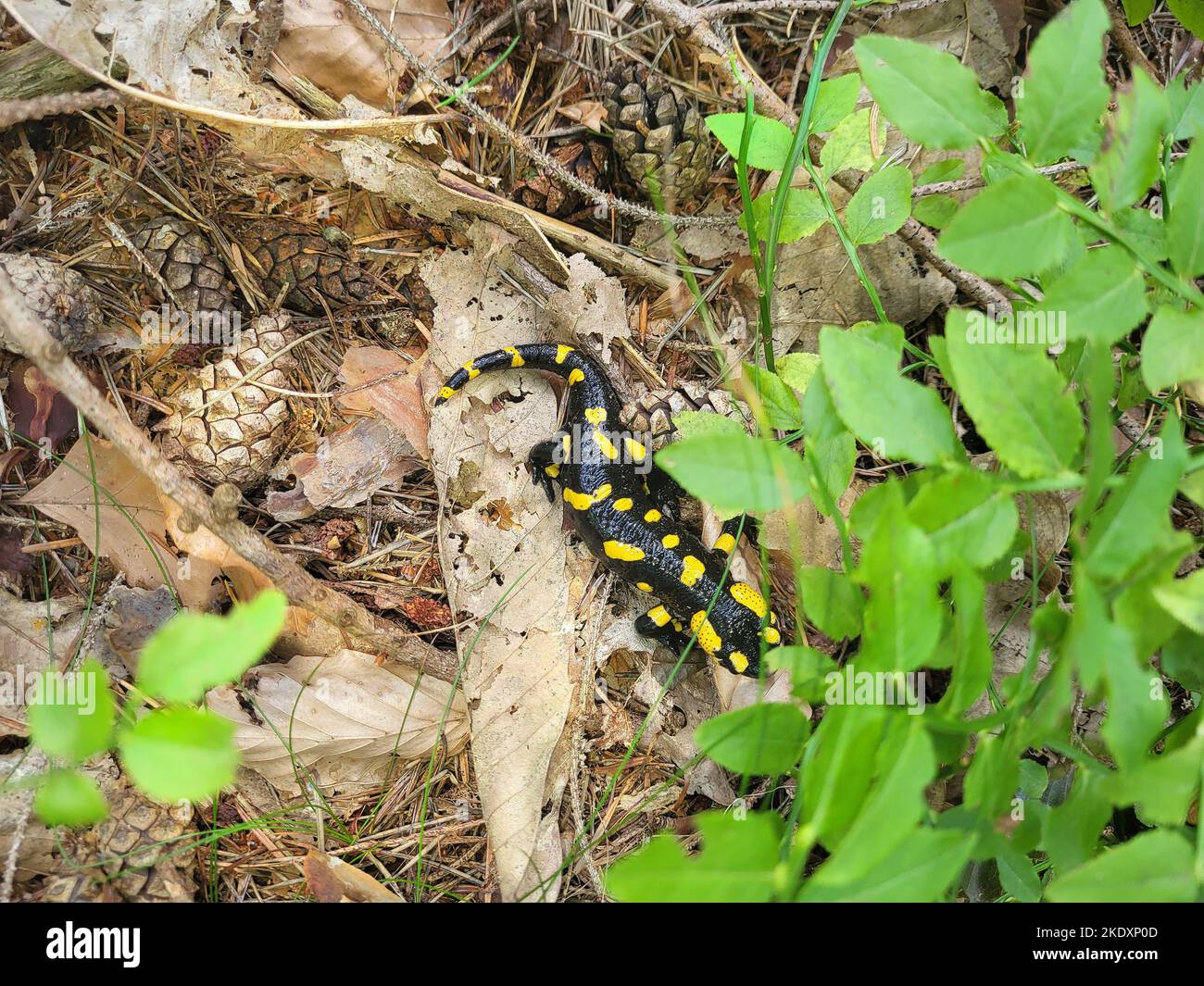Austria, el fuego de salamandra en el suelo del bosque Foto de stock