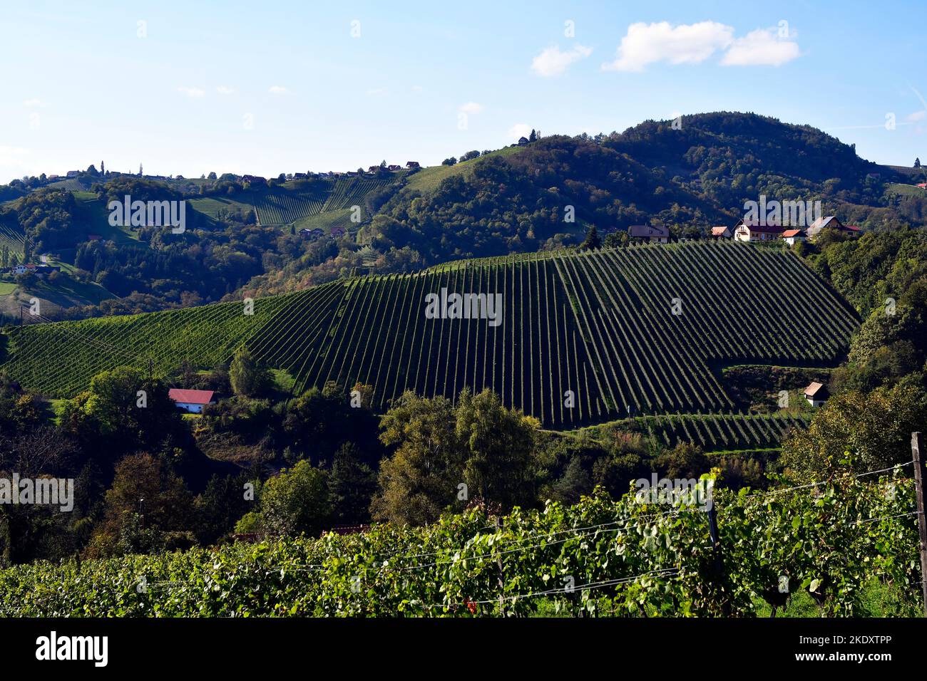 Austria, viticultura, viñas plantadas en filas en la zona montañosa, Kitzeck im Sausal es la región vinícola más alta de Austria Foto de stock