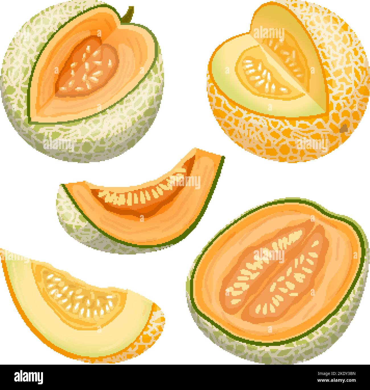 la fruta del melón cantalupo fija la ilustración del vector de la