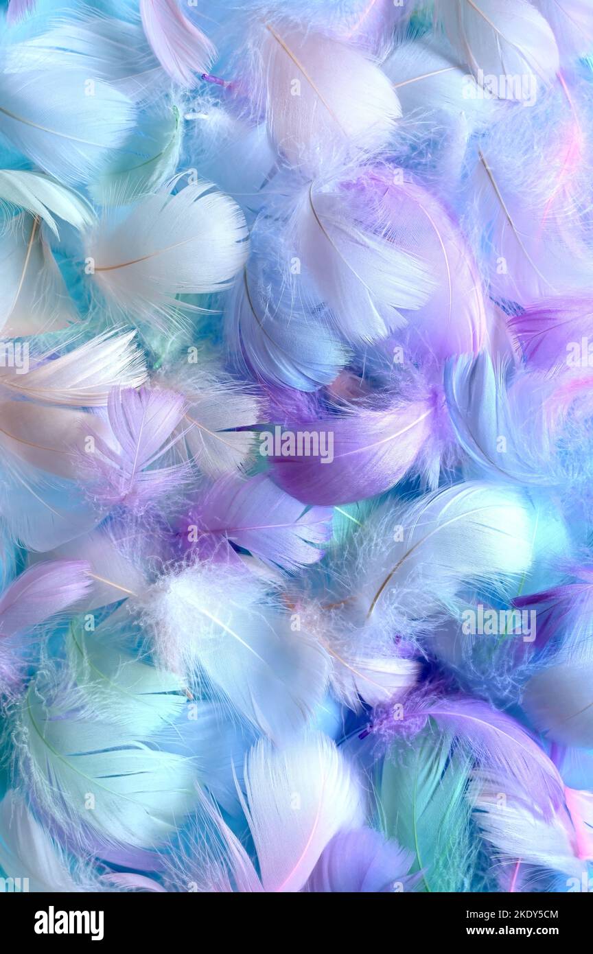 Fondo de plumas blancas tintadas en tonos pastel - pequeñas plumas azules esponjosas dispersas aleatoriamente formando un fondo. Foto de stock