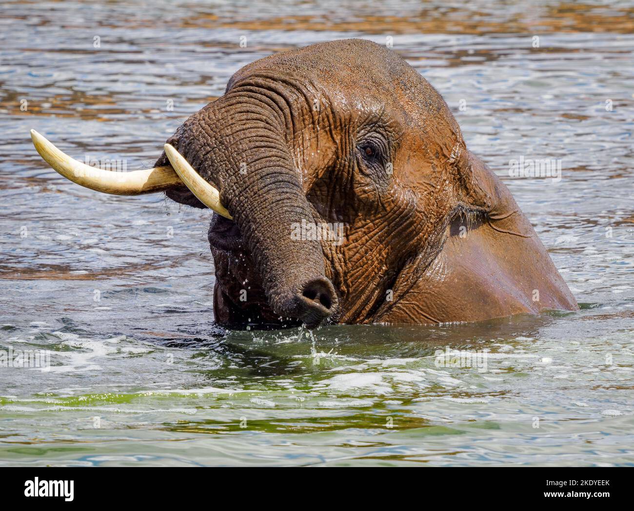 Elefante africano disfrutando de un baño en una poza en el Parque Nacional de Tsavo, Kenia Foto de stock