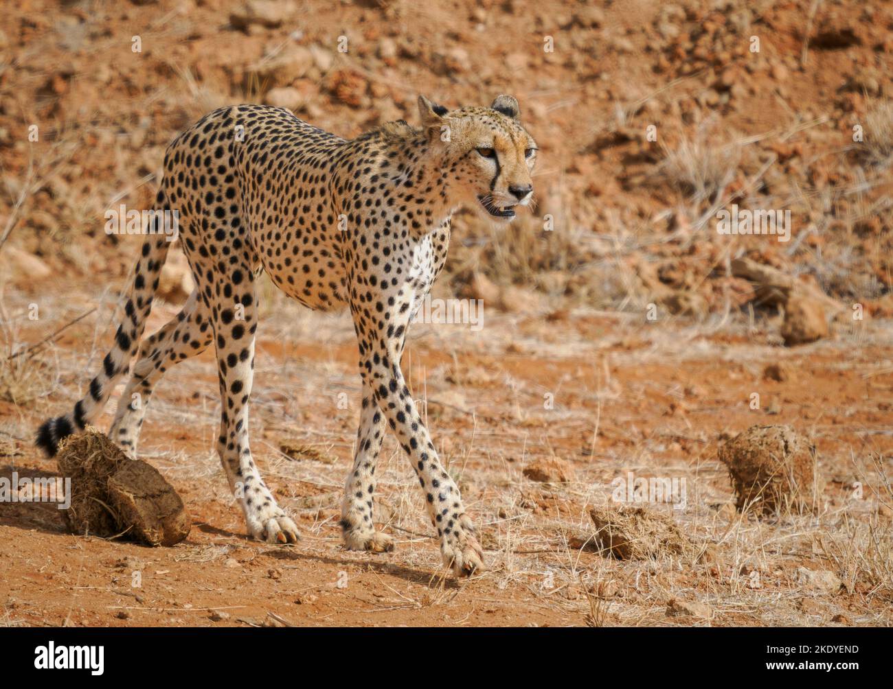 Cheetah Acinonyx jubatus en el Parque Nacional Tsavo Este de Kenia Foto de stock