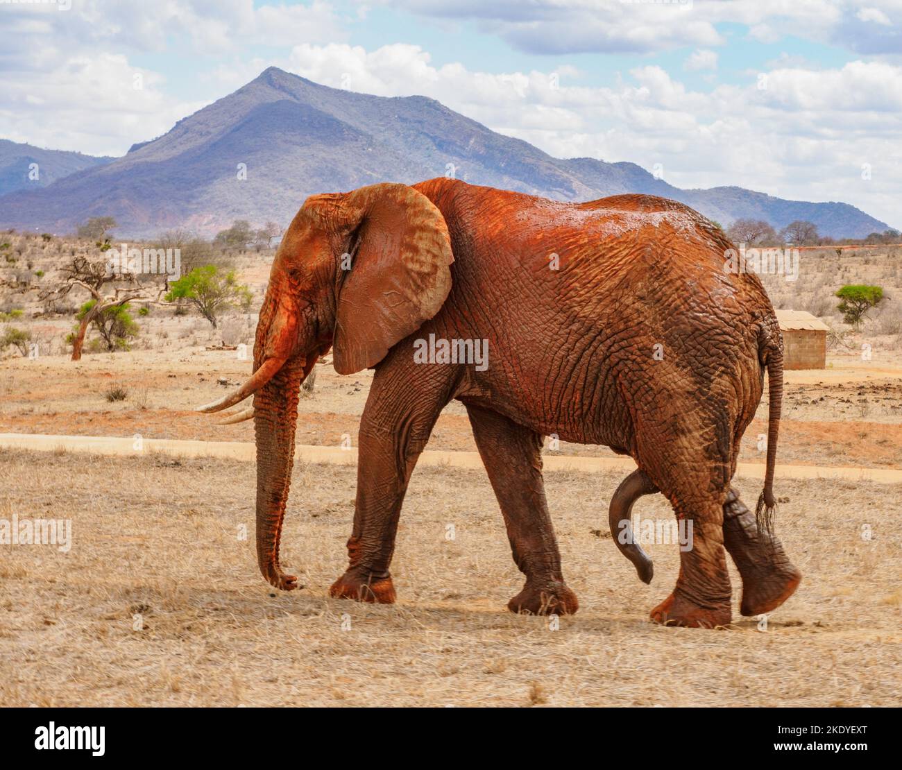 Elefante de toro excitado sexualmente posiblemente en el musth en el Parque Nacional de Tsavo en Kenia Foto de stock
