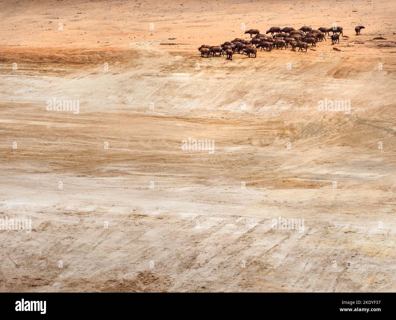 Rebaño de búfalos africanos B. cincerus llegando a un gran pozo de agua seco - normalmente un pequeño lago de Mudanda Rock en el Parque Nacional Tsavo de Kenia Foto de stock