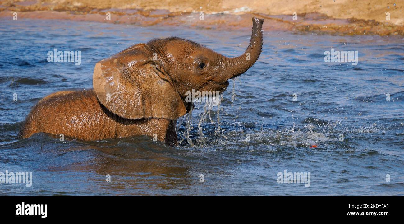 Bebé elefante africano Loxodonta africanus en un pozo de agua en el Parque Nacional Tsavo en Kenia Foto de stock
