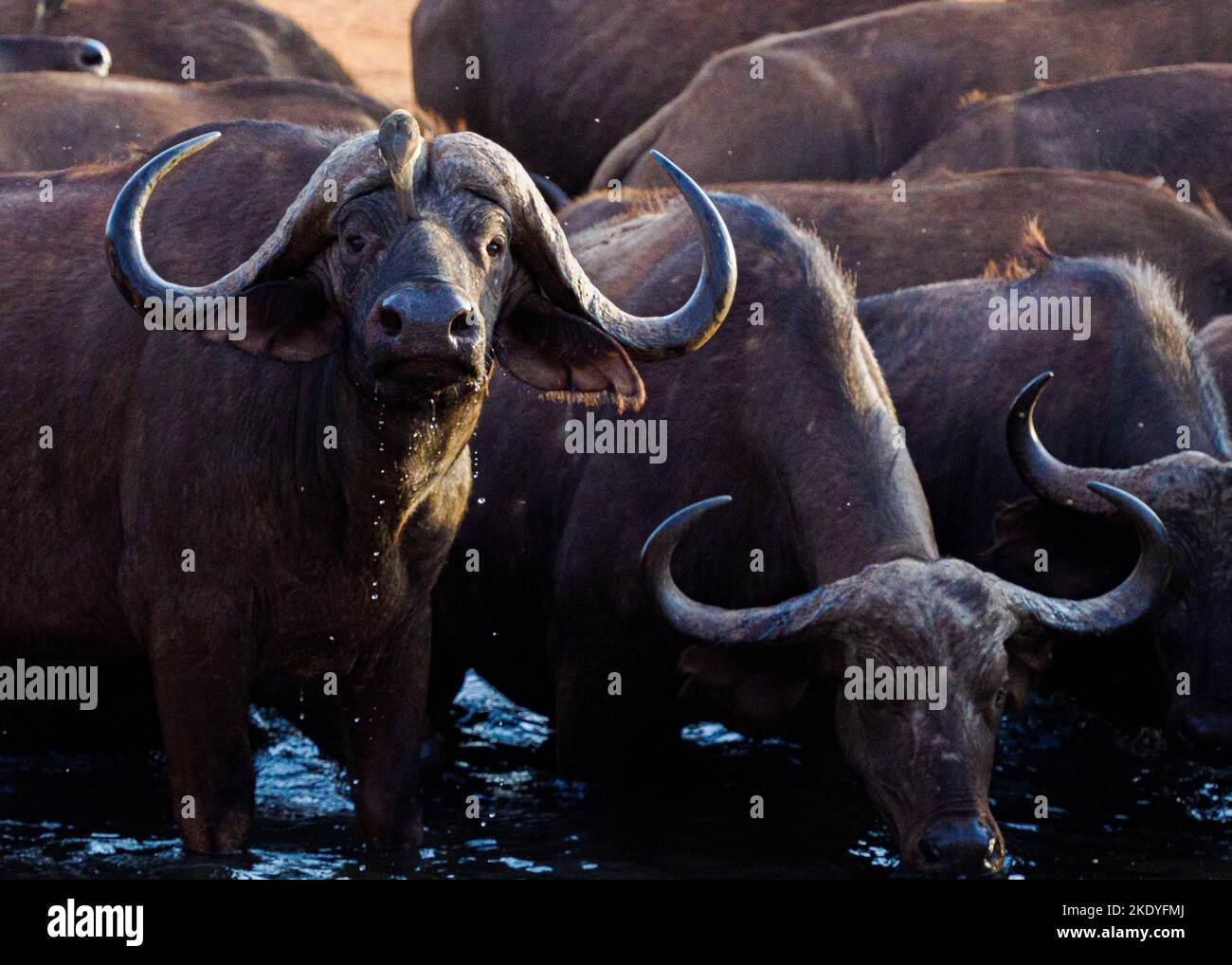 Búfalo visitando un pozo de agua en el Parque Nacional de Tsavo en su migración anual - Kenia África Foto de stock