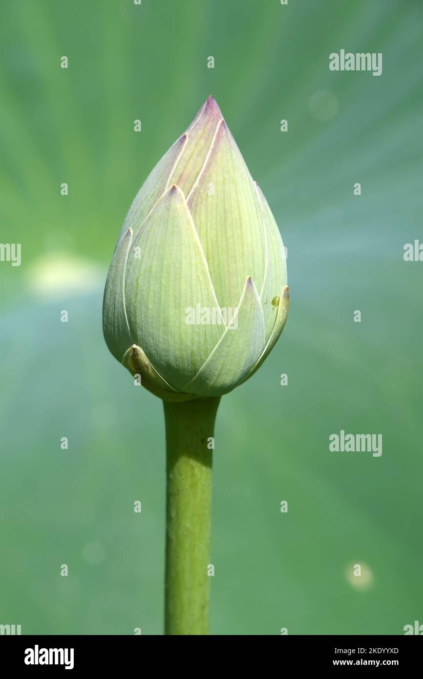 Vista de primer plano del capullo de flores de loto Foto de stock
