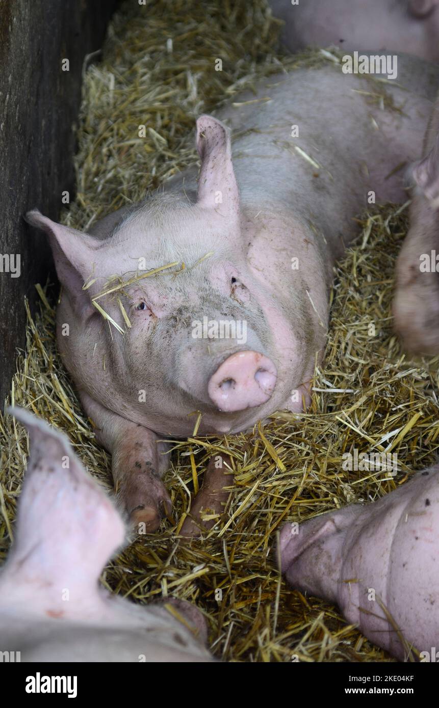 Austra, cría de cerdos Foto de stock