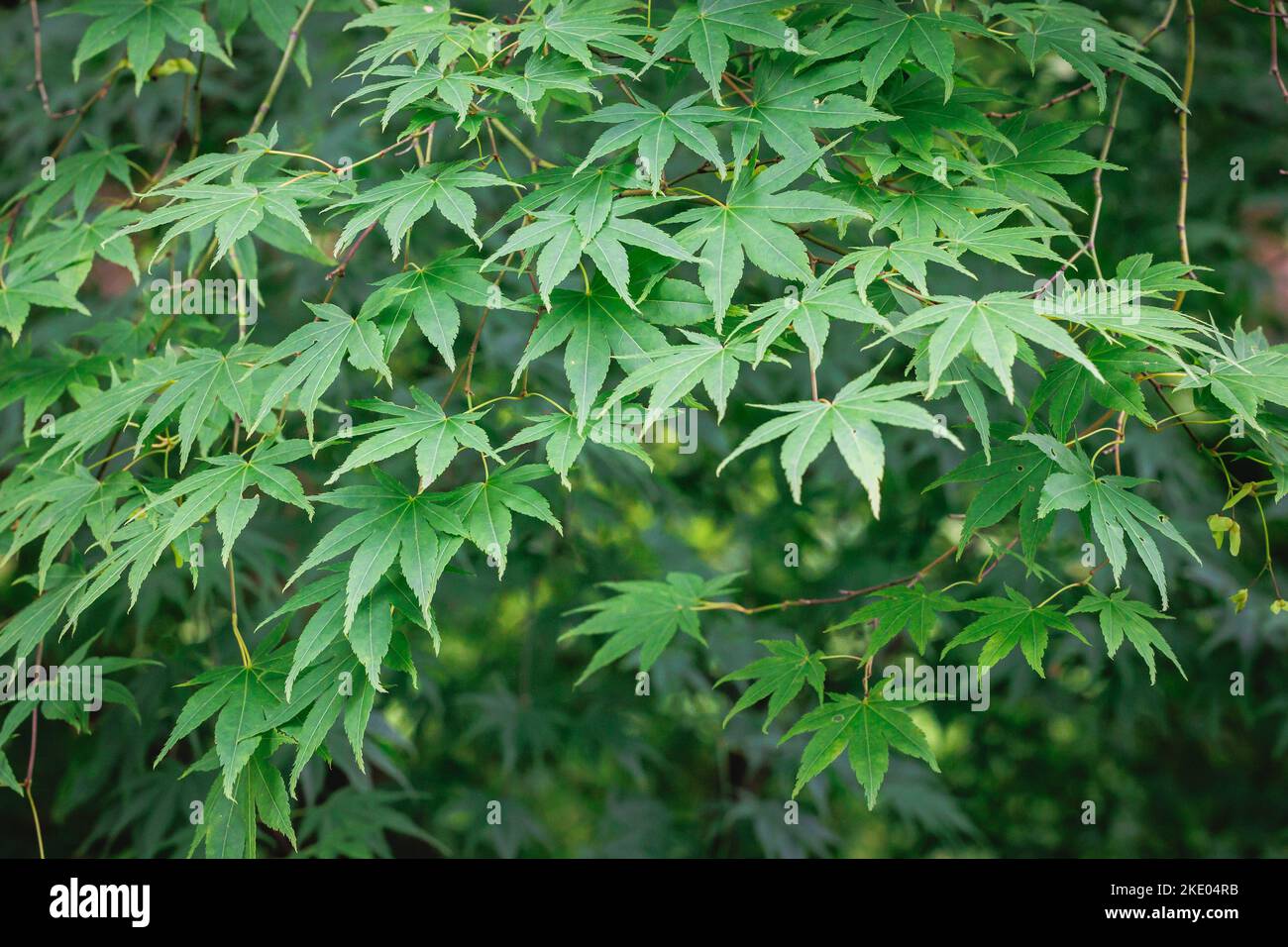 Acer palmatum - hojas de arce japonés Foto de stock