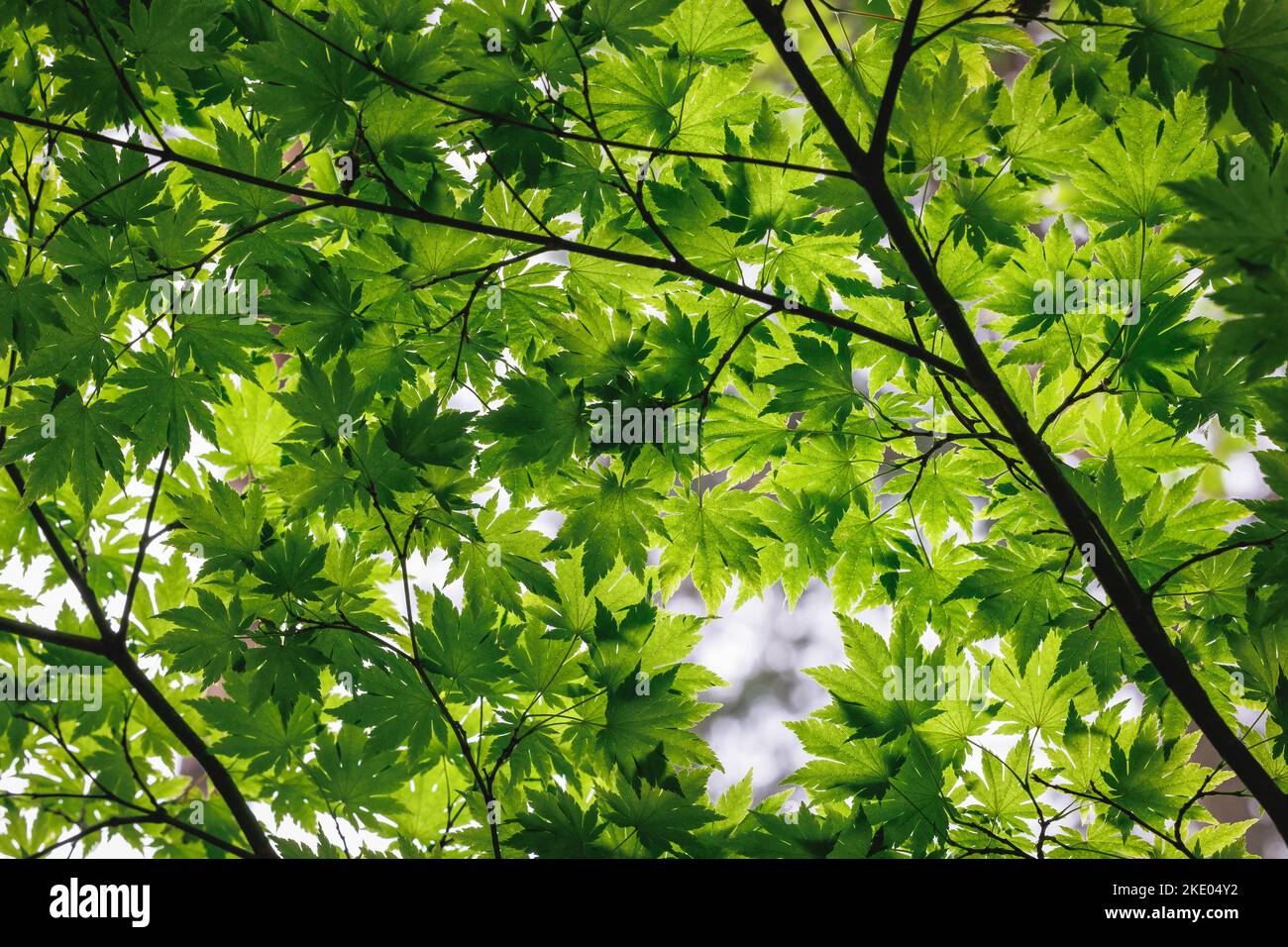 Acer palmatum - hojas de arce japonés Foto de stock