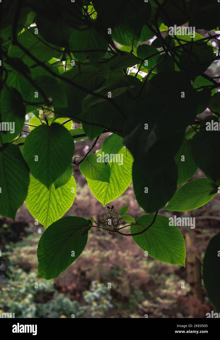 Hojas verdes de Viburnum lantanoides - moosewood o arbusto de hobble en el jardín Foto de stock