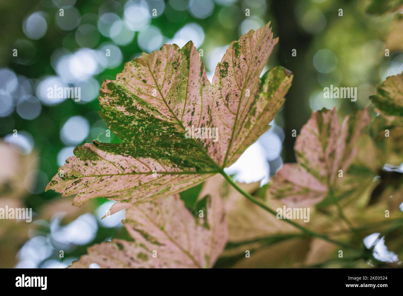 Acer pseudoplatanus - variedad de arces sicómoros Nizetii Foto de stock
