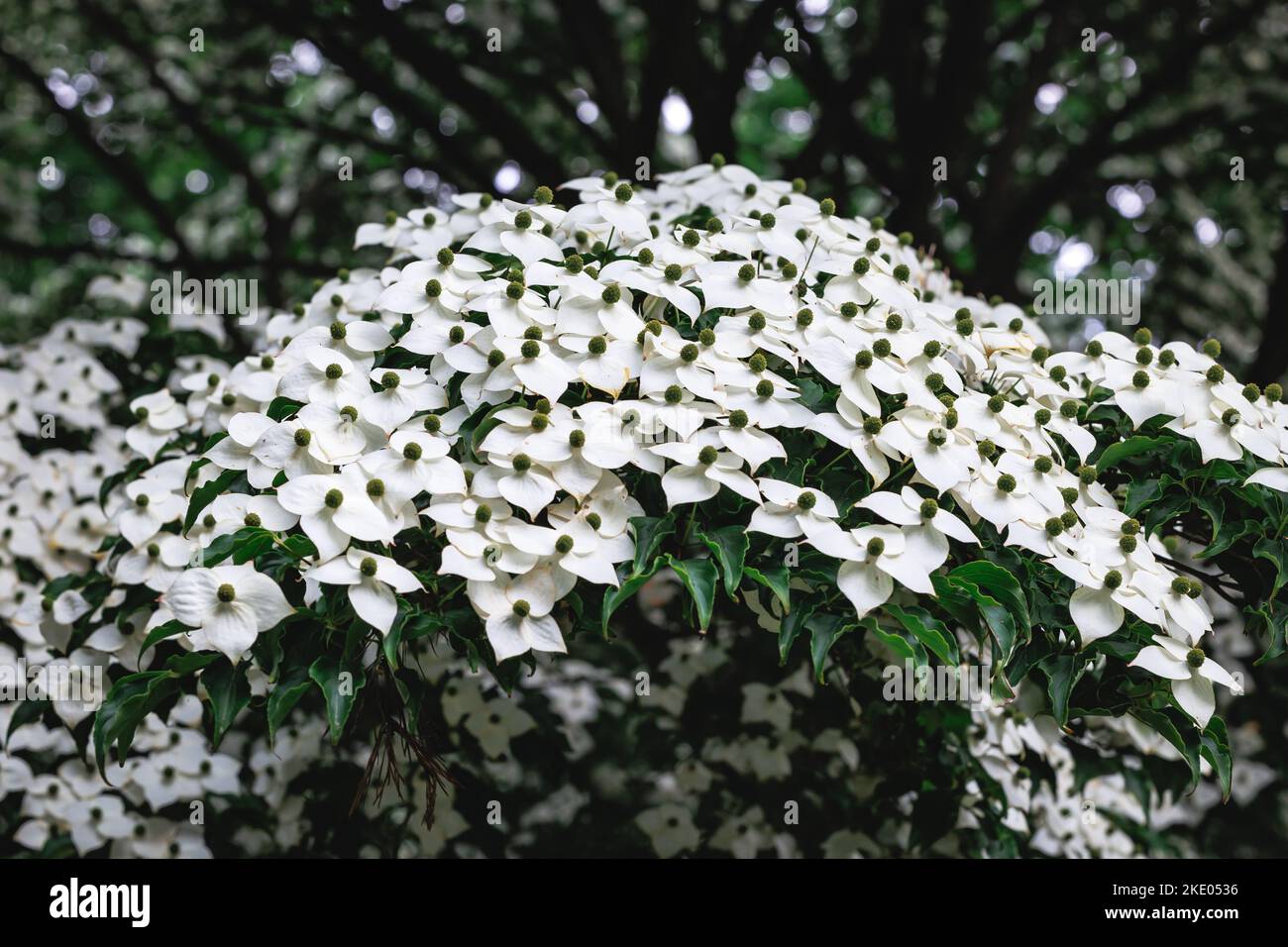 Flores de Cornus kousa Pequeño árbol caducifolio Foto de stock