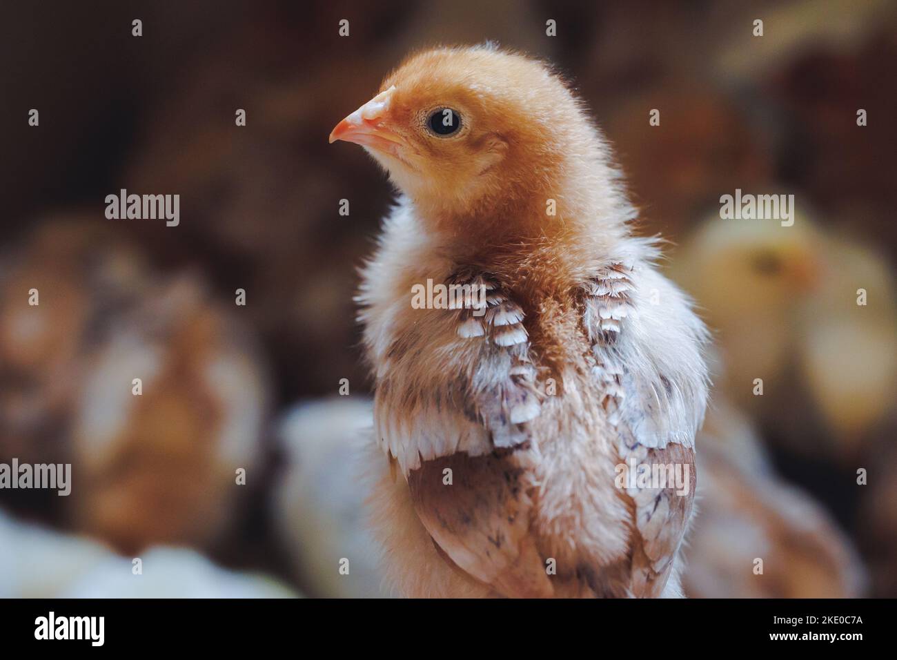 Pollitos en una granja de pollos en Polonia Foto de stock