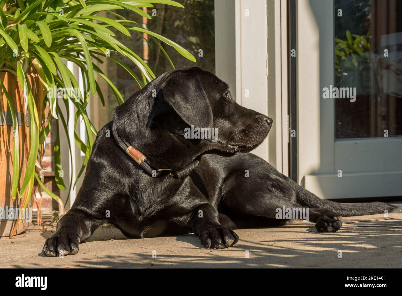 Retrato de una perra labrador negra más antigua Foto de stock