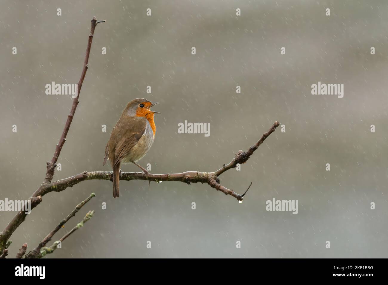 Petirrojo europeo cantando bajo la lluvia. Lindo retrato de pájaro británico Foto de stock
