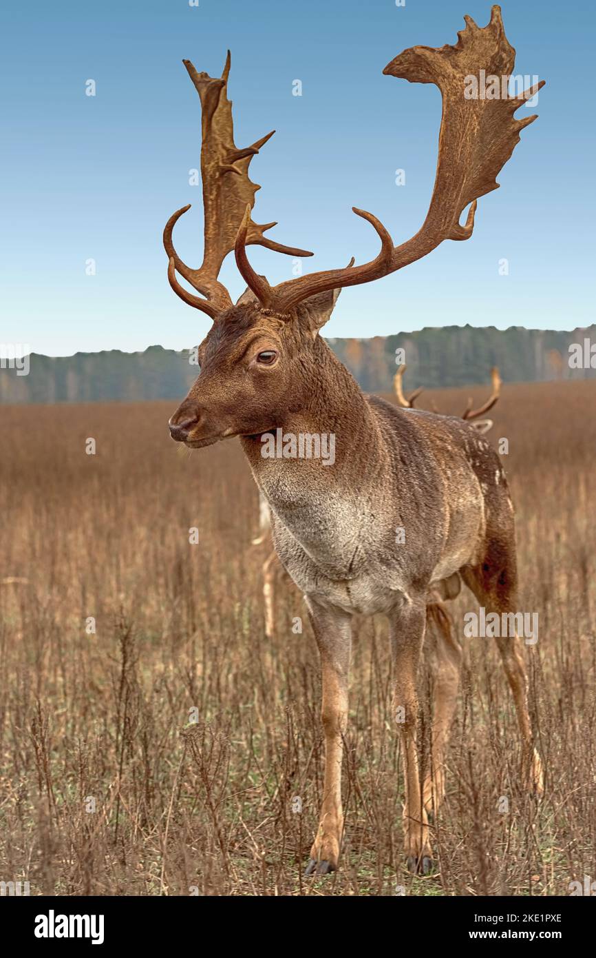 Cuernos ciervo fotografías e imágenes de alta resolución - Alamy